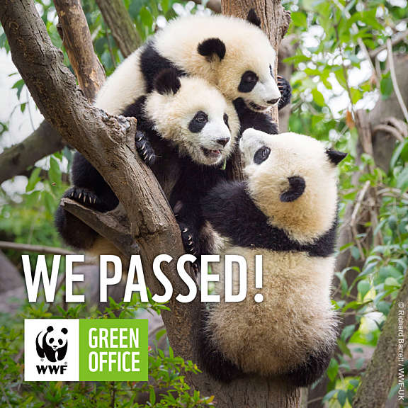 Myös Hanken & SSE Executive Educationin Helsingin toimisto on nyt saanut WWF:n Green Office -sertifikaatin